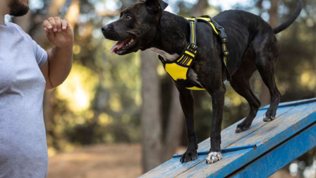 canine handler nyt crossword